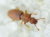 Monotoma quadrifoveolata