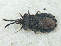 Aradus brevicollis
