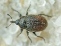 Rhinusa tetra