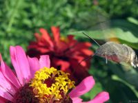 Macroglossum stellatarum