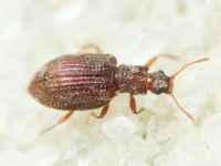 Stephostethus angusticollis