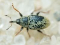 Sibinia (Sibinia) subelliptica
