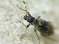 Polydrusus (Eurodrusus) inustus