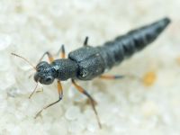 Stenus cicindeloides