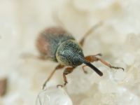 Mecinus plantaginis