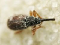 Taeniapion urticarium