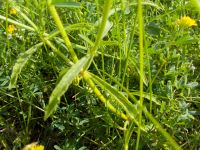 Stachys recta