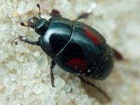 Margarinotus bipustulatus