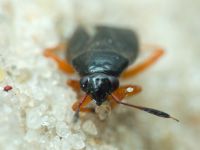Capsus ater