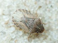 Sciocoris distinctus