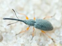 Rhopalapion longirostre