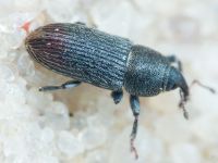 Mecinus pyraster