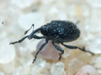Curculionidae