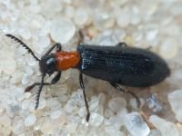 Tillus elongatus