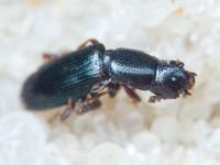 Rhizophagus