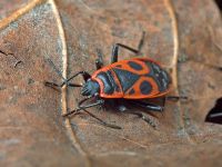 Pyrrhocoris apterus