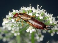 Forficula auricularia