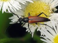 Stenurella bifasciata