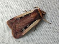 Ochropleura plecta
