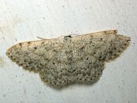 Scopula marginepunctata
