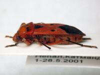 Pyrrhocoridae