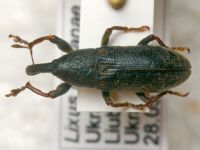 Lixus (Dilixellus) bardanae