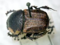 Chironitis hungaricus