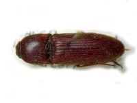 Melanotus fusciceps