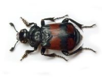 Nicrophorus vespilloides