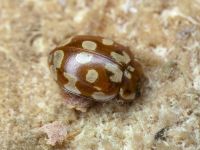Myrrha octodecimguttata