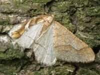 Agriopis marginaria