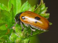 Clytra quadripunctata