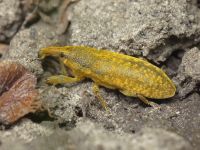 Lixus (Dilixellus) bardanae