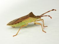 Gonocerus acuteangulatus