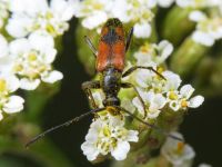 Stenurella bifasciata