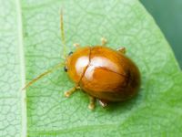 Argopus ahrensii