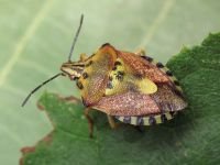 Carpocoris pudicus