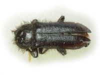 Enicopus pilosus