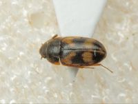 Litargus connexus