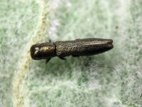 Cylindromorphus filum