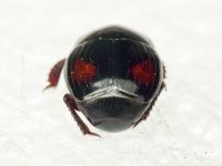 Margarinotus purpurascens