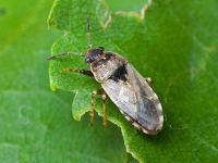 Platyplax salviae