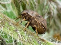 Psacasta (Cryptodontus) neglecta