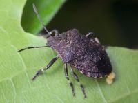 Rhacognathus punctatus
