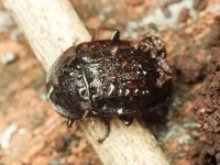 Phosphuga atrata
