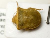 Ventocoris (Astirocoris) philalyssus