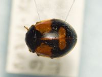 Adalia bipunctata