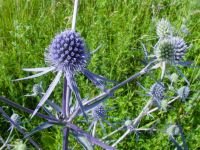 Eryngium planum
