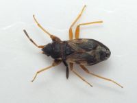 Scolopostethus