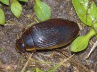 Dytiscus dimidiatus